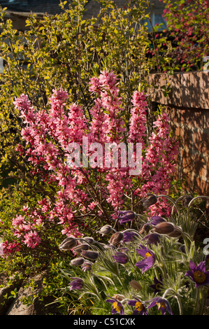 Prunus tenella est la floraison en avril. Zwerg-Mandel blüht die im Avril. Banque D'Images