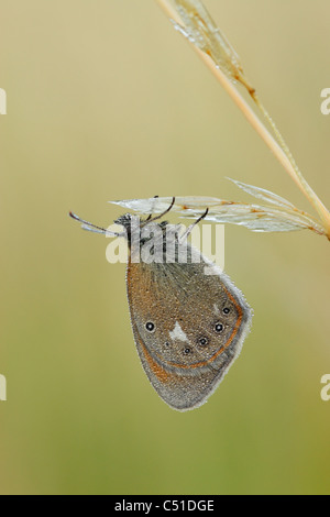 Chestnut heath (Coenonympha glycerion papillon) couverts par la rosée tandis que perché sur une tige d'herbe Banque D'Images