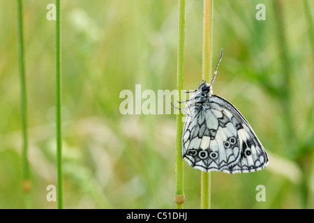 Papillon blanc marbré (Melanargia galathaea) mâle Banque D'Images