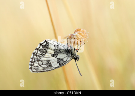 Papillon blanc marbré (Melanargia galathaea) mâle perché à l'envers Banque D'Images