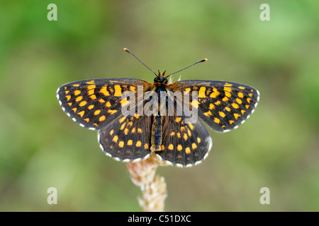 Faux heath fritillery Melitaca diamena (papillon) perché avec des ailes ouvertes montrant upperside Banque D'Images