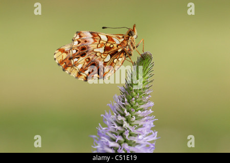 Weaver's fritillary (Clossiana dia) perché sur la tête de fleurs montrant le dessous de wings Banque D'Images