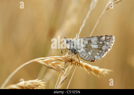 (Pyrgus malvae Grizzled skipper) perché sur la tête de semences d'herbe dessous montrant des ailes Banque D'Images