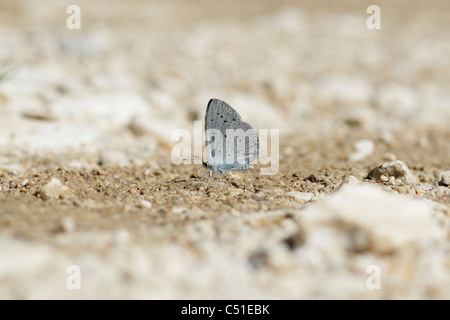 Holly Blue Butterfly (Celastrina argiulus) mâle sur le terrain Banque D'Images