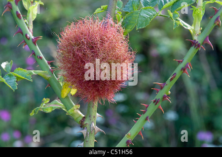 Diplolepis rosae-Rose bedeguar gall sur wild Dog Rose. Banque D'Images