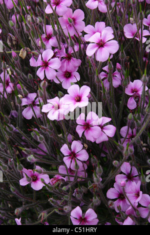 Géranium sanguin Geranium maderense, Madère, Géraniacées. Banque D'Images