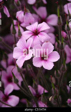 Géranium sanguin Geranium maderense, Madère, Géraniacées. Banque D'Images