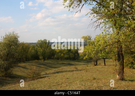 Paysage. Au bord de la forêt de feuillus Banque D'Images