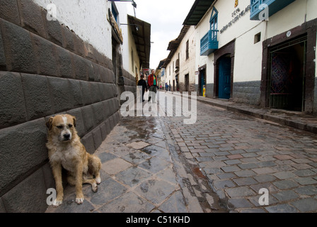 Chien appuyé contre des capacités en alley à Cusco Pérou Banque D'Images