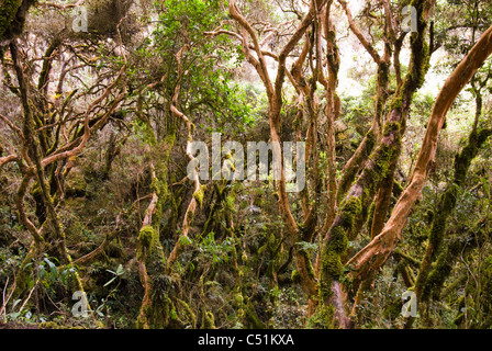 En voie de disparition et indigènes polylepis woodland (Polylepis sp.) le long de l'Inca Banque D'Images