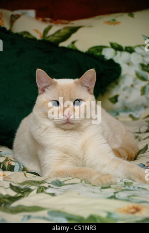 Une flamme point Siamese Cat pose royalement sur un lit à la décoration élégante avec des oreillers. Banque D'Images