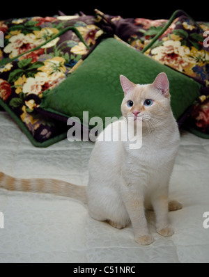 Une flamme point Siamese Cat pose royalement sur un lit à la décoration élégante avec des oreillers. Banque D'Images