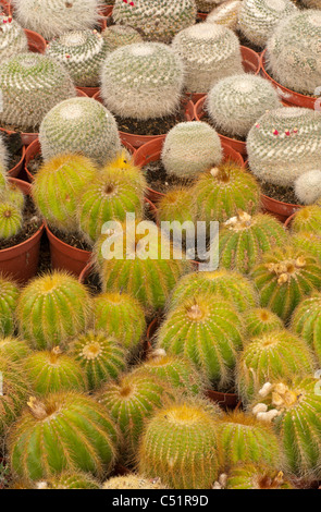 Prendre plein cadre d'une plantation de cactus Banque D'Images