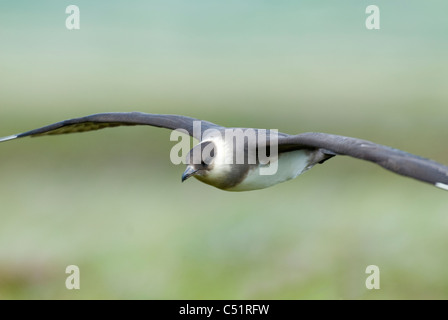 Labbe à longue queue (Stercorarius longicaudus)) en vol dans Becharof National Wildlife Refuge en Alaska Banque D'Images