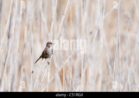 Bruant chanteur (Melospiza melodia) en zone humide est SW Florida Banque D'Images