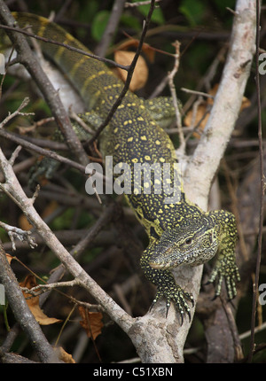 [ ] Moniteur du Nil Varanus niloticus Saadani National Park Tanzanie Banque D'Images