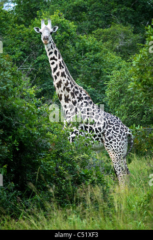 Giraffa camelopardalis girafe albinos semi Saadani Afrique Tanzanie Banque D'Images