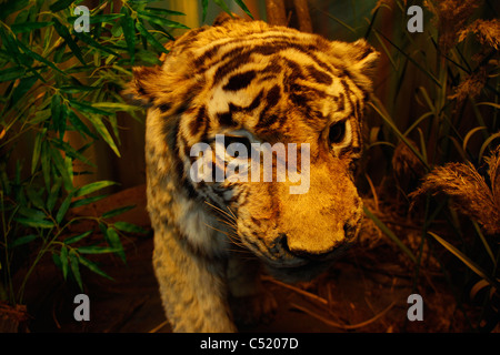 Un tigre en peluche / Canada vu au musée d'histoire naturelle de Leipzig, Allemagne. Banque D'Images