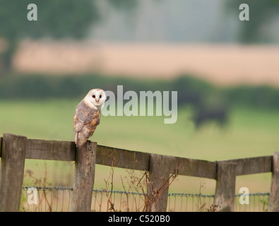 Une femme sauvage Dark Barn Owl perché sur la clôture en bois tôt le matin à Norfolk Banque D'Images