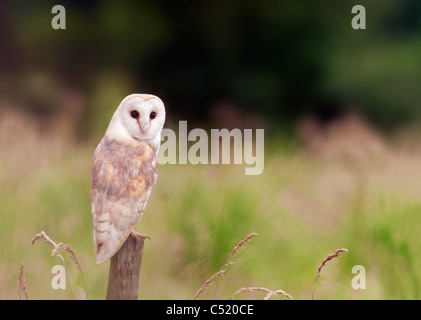 Wild Barn Owl perché sur poteau de clôture en bois, Norfolk