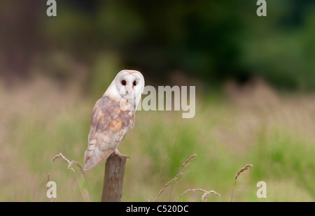 Wild Barn Owl perché sur poteau de clôture en bois, Norfolk Banque D'Images