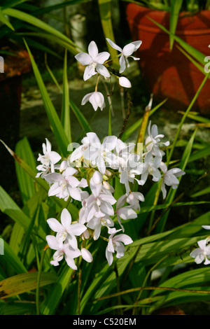 Close up d'un groupe de fleurs de jasmin Banque D'Images