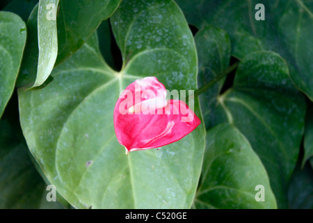 Close up of a red flamingo flower ( ) de l'Anthurium Banque D'Images