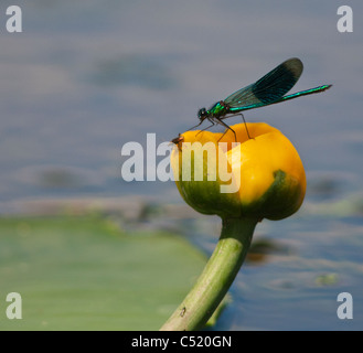 Bagué mâle Calopteryx splendens, demoiselle, sur l'eau Lilly Fleur, Norfolk Banque D'Images