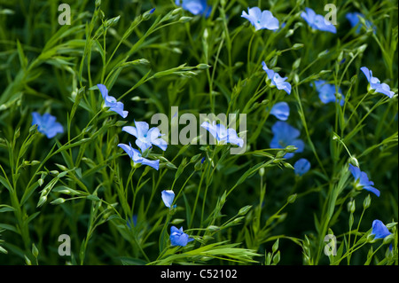 Commune de lin ou lin, Linum usitatissimum en fleur dans les Cotswolds, en Angleterre, Royaume-Uni Banque D'Images