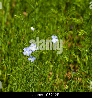 Commune de lin ou lin, Linum usitatissimum en fleur dans les Cotswolds, en Angleterre, Royaume-Uni Banque D'Images