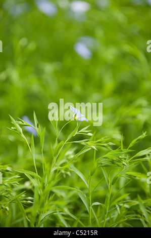 Commune de lin ou lin, Linum usitatissimum en fleur dans les Cotswolds, en Angleterre, Royaume-Uni Banque D'Images