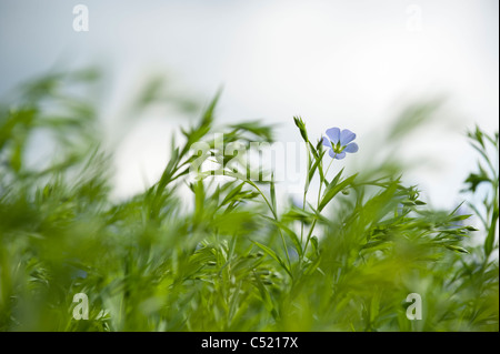 Commune de lin ou lin, Linum usitatissimum en fleur dans les Cotswolds, en Angleterre, Royaume-Uni Banque D'Images