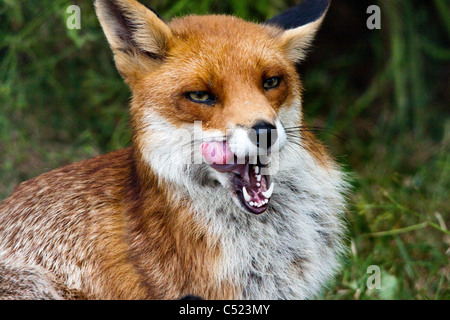 Un renard roux lécher ses lèvres alors qu'il obtient nourris à la British Wildlife Centre Banque D'Images