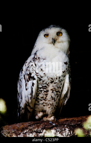 Un harfang des neiges à confus à l'auditoire qu'il avait créé à la British Wildlife Centre Banque D'Images