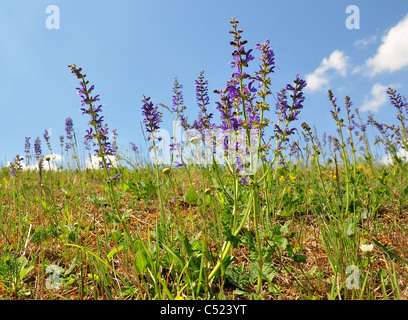 Meadow sauge (Salvia pratensis) Banque D'Images