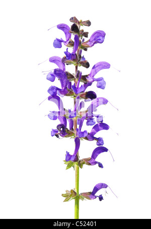 Meadow sauge (Salvia pratensis) Banque D'Images