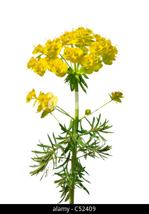 L'euphorbe cyprès (Euphorbia cyparissias) Banque D'Images
