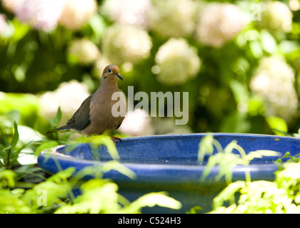 La tourterelle triste (Zenaida macroura) assis sur bain d'oiseaux - Maryland USA Banque D'Images