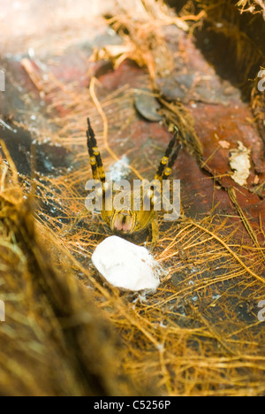 Spider errance (famille Ctenidae ; Phoneutria) défendre la masse des oeufs en creux connexion la forêt amazonienne dans la région de Loreto au Pérou. Banque D'Images