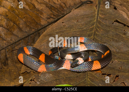 Serpent (Oxyrhopus petola Calico) dans la forêt amazonienne dans la région de Loreto au Pérou Banque D'Images