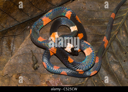 Serpent (Oxyrhopus petola Calico) dans la forêt amazonienne dans la région de Loreto au Pérou Banque D'Images