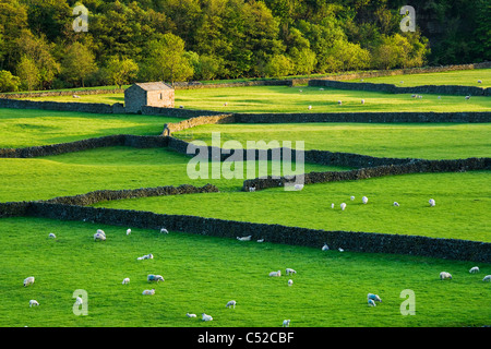 Gunnerside, Swaledale, Yorkshire Dales National Park, Royaume-Uni Banque D'Images