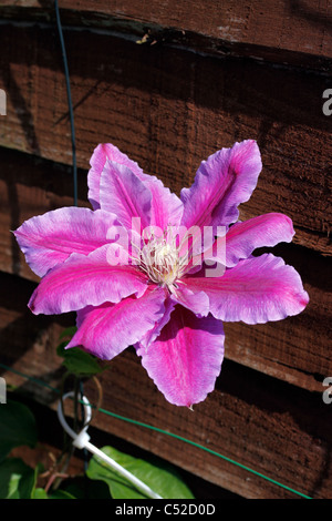 CLEMATIS Dr RUPPEL. Vieux Mans barbe. TRAVELLERS JOY. Vierges Bower. Banque D'Images