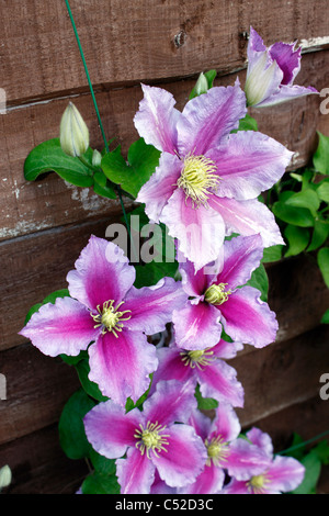 CLEMATIS PIILU. OLD MAN'S BEARD. TRAVELLERS JOY. VIRGIN'S BOWER. Banque D'Images