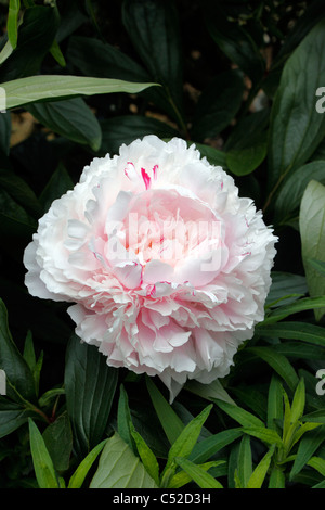 PAEONIA LACTIFLORA ROSE. JAPONICA DE JARDINS. La pivoine. Banque D'Images