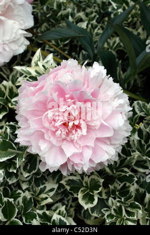 PAEONIA LACTIFLORA ROSE. JAPONICA DE JARDINS. La pivoine. Banque D'Images