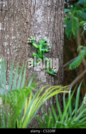 Grenouille verte grand chêne HANGINGON l'écorce des arbres avec des FEUILLES VERTES EN PREMIER PLAN ET D'ARRIÈRE-PLAN Banque D'Images