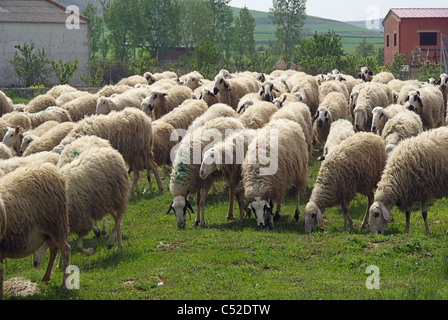 - 04 moutons Schaf Banque D'Images