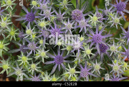 Mer plate Holly Blossom Eryngium planum Banque D'Images