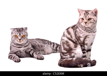 Scottish Fold chat et chaton isolé sur fond blanc Banque D'Images